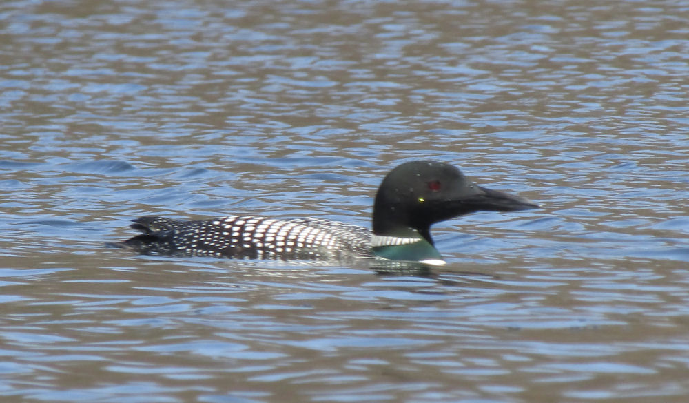 Duck on Wisconsin lake