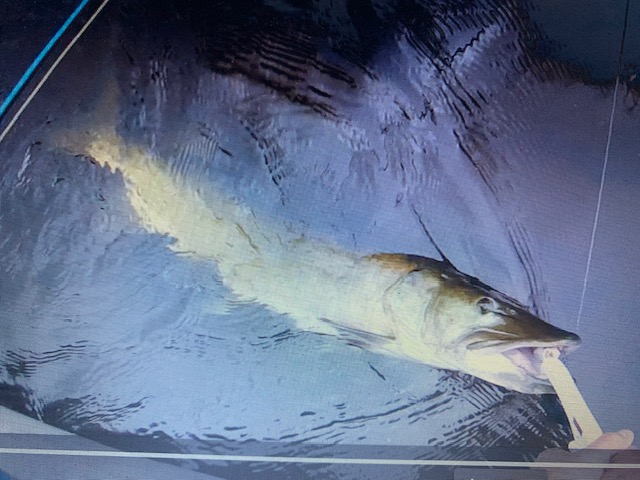 45 inch musky caught fly fishing